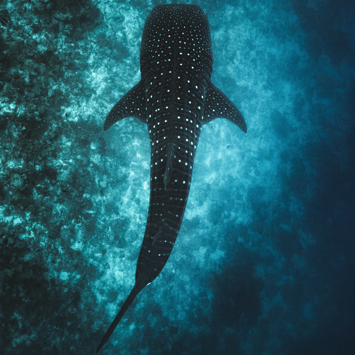 whale shark pictured from above - Connected Clothing Company donates 10% to Mission Blue ocean conservation efforts