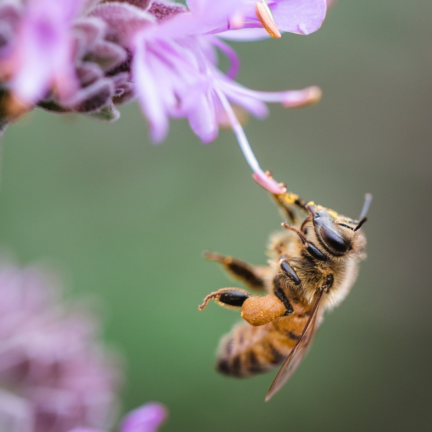 honeybee drinking nectar from a purple flower - Connected Clothing Company donated 10% to The Honeybee Conservancy save the bees efforts