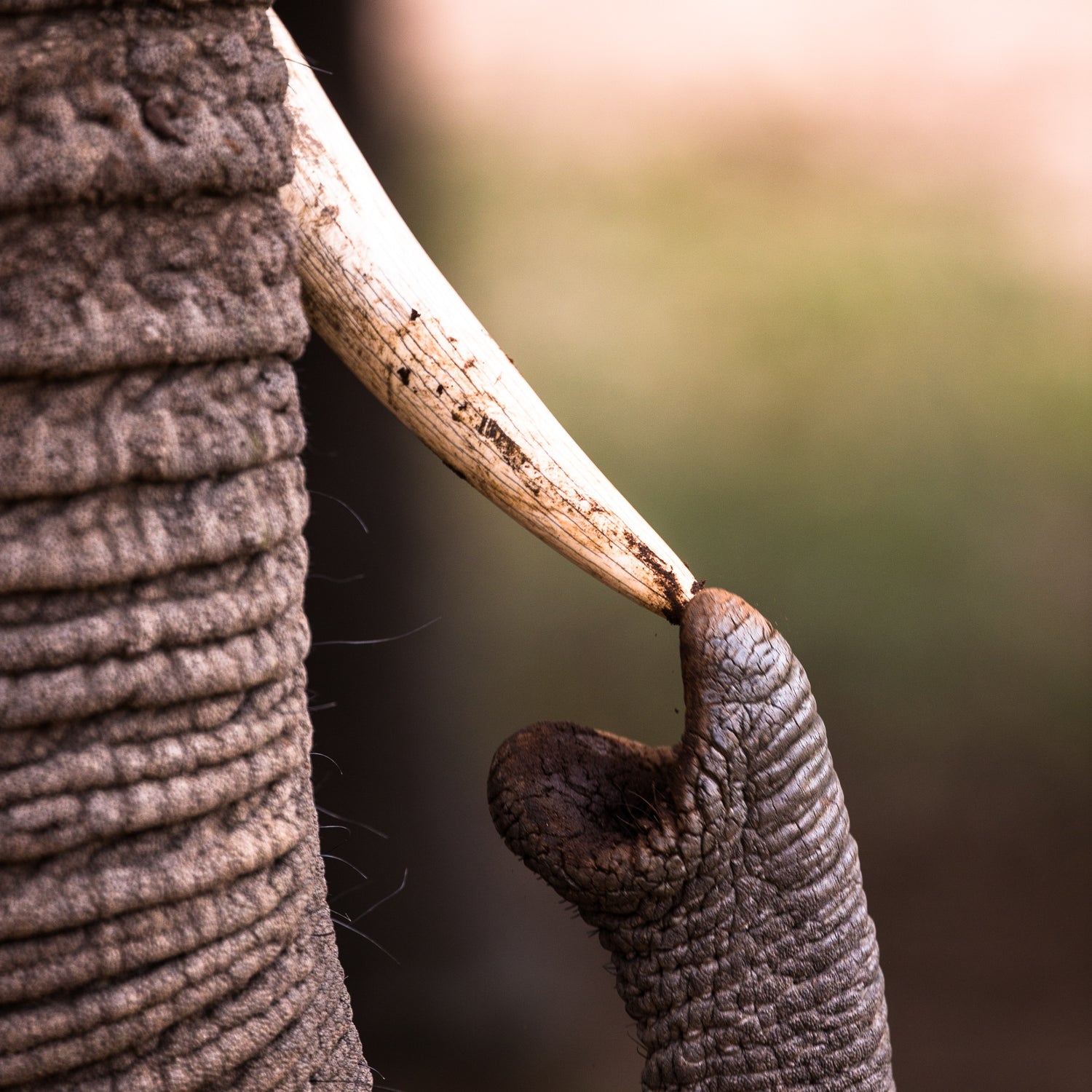 elephant touching its trunk to its ivory tusk - Connected Clothing Company donates 10% to David Sheldrick Wildlife Trust conservation and orphanage efforts