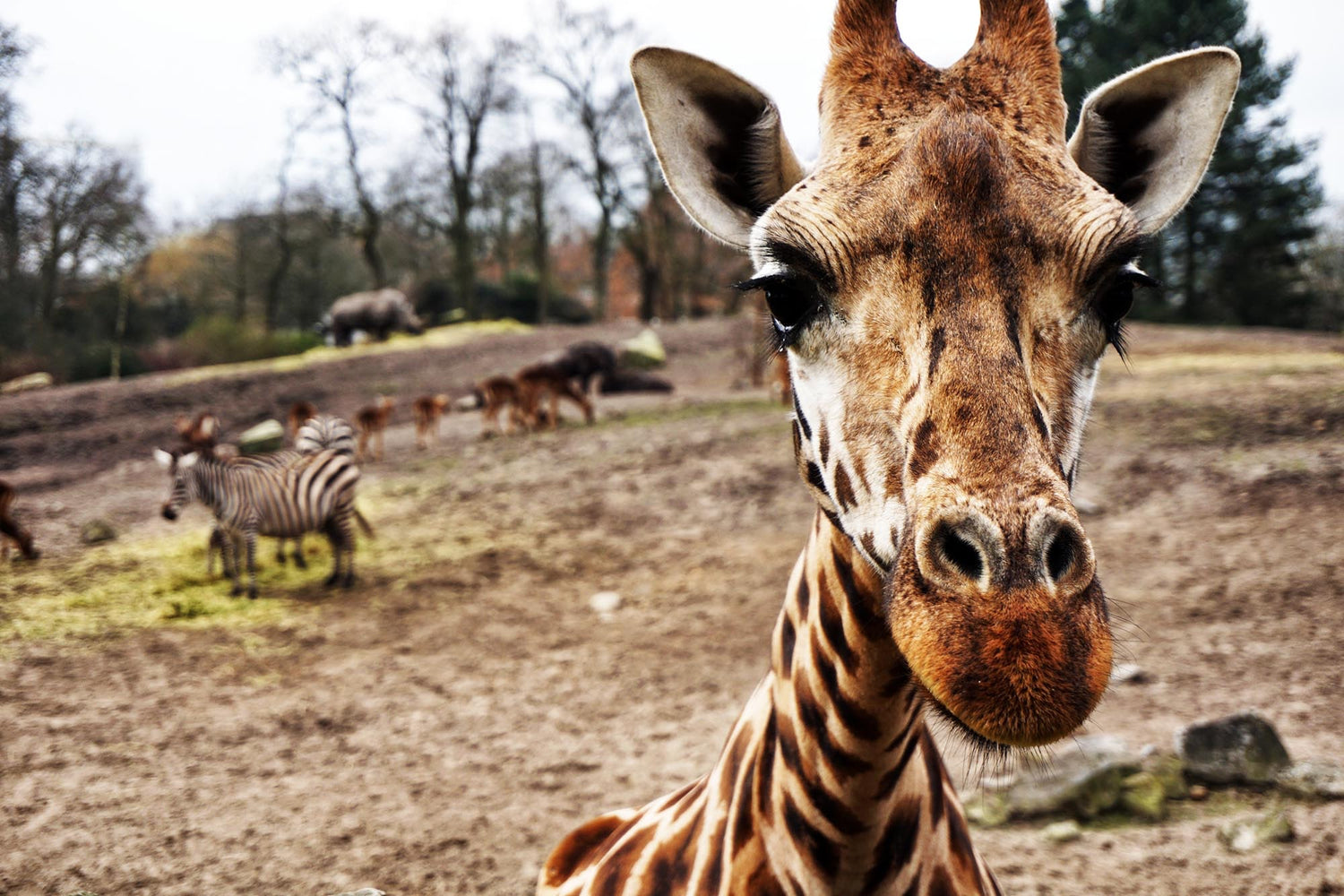 close up of a giraffe face with zebra and rhino in the background