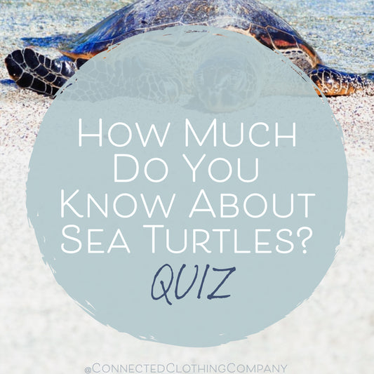 How Much Do You Know About Sea Turtles? - Quiz