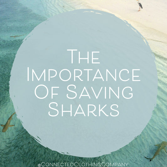 The Importance of Saving Sharks