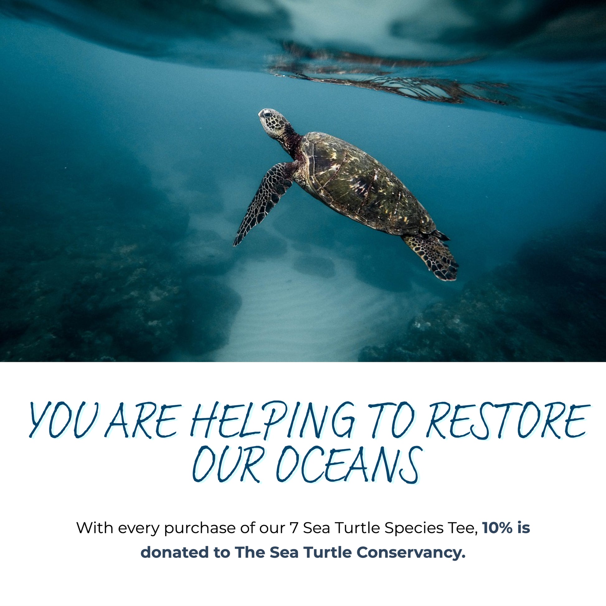 7 sea turtle species tee - connected clothing company - 10% donated to sea turtle conservation