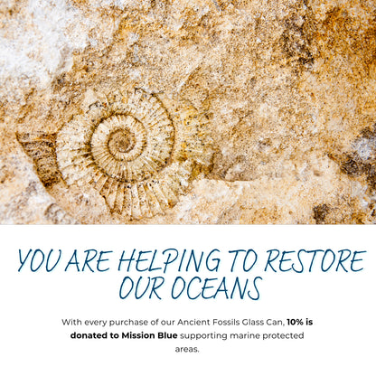 Ancient Fossils Glass Can - Connected Clothing Company - 10% of proceeds donated to ocean conservation