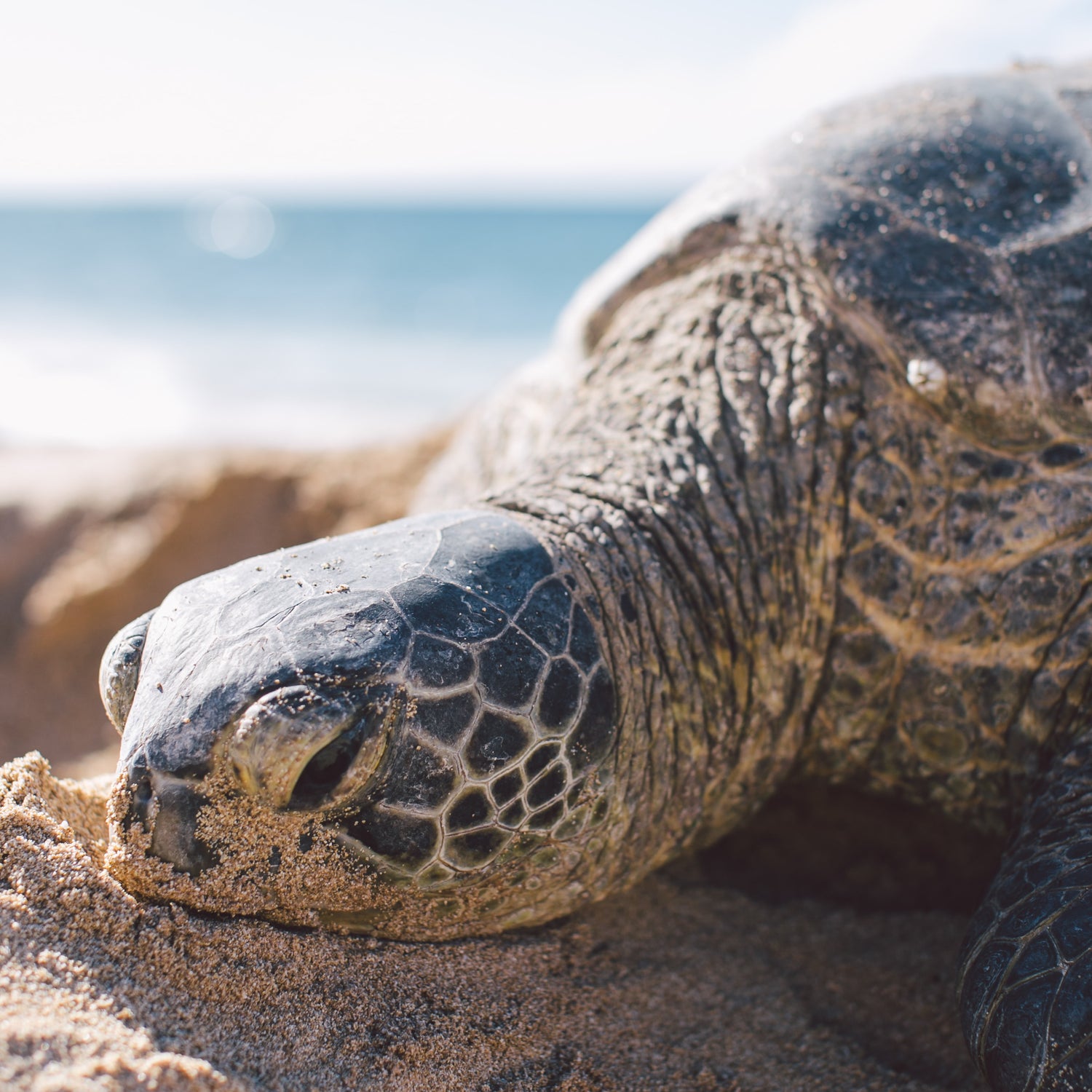 sea turtle resting on a beach in the sunlight - Connected Clothing Company donates 10% to Sea Turtle Conservancy conservation efforts