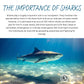 The importance of sharks - sharks play a hugely important role in our ecosystem. They maintain the species below them in the food chain and are an indicator of ocean health. However, it is estimated that around 100 million sharks are killed each year for the fin trade. Nearly 200 shark species are IUCN red listed as vulnerable, endangered, or critically endangered. We must fight to protect the individuals we have left by spreading awareness and fighting for change.