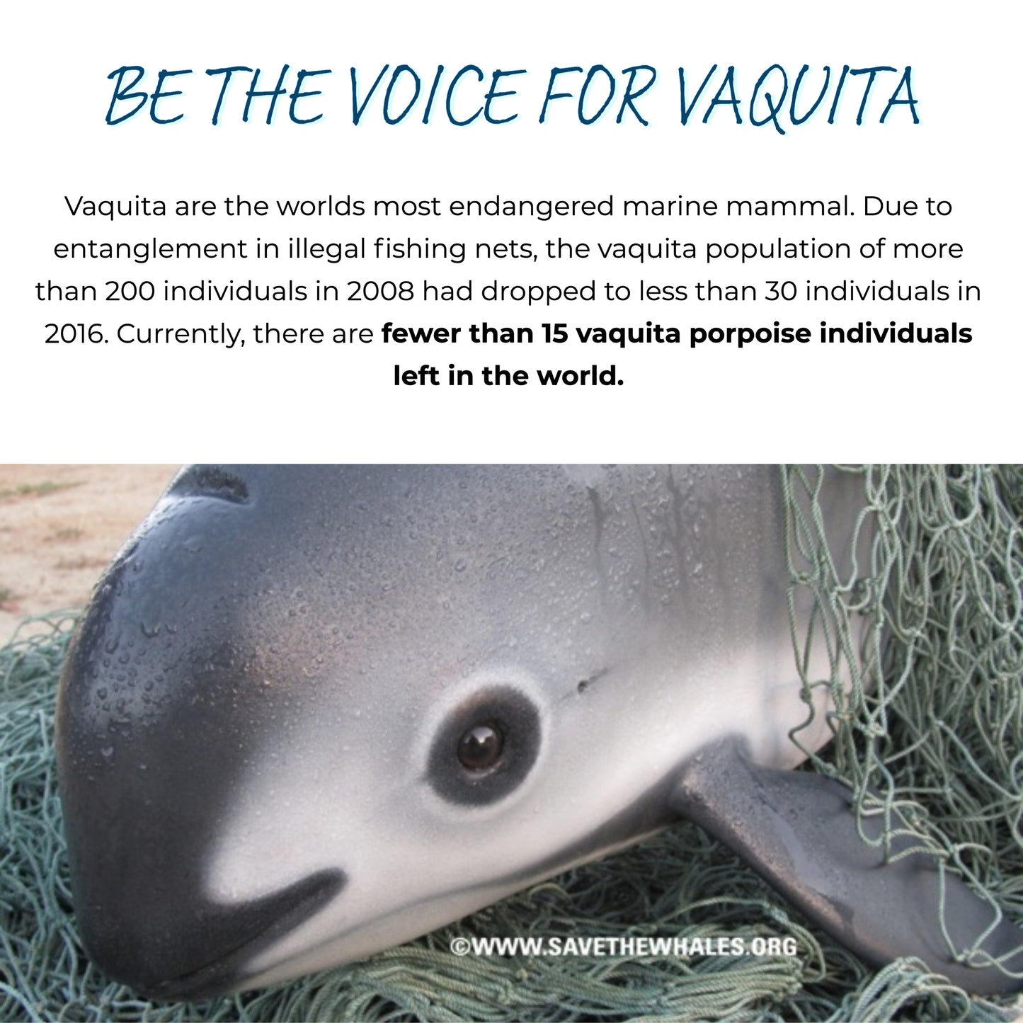 Model Wearing White Save The Vaquita Short-Sleeve Tee - Connected Clothing Company - Ethically & Sustainably Made - 10% of profits donated to vaquita porpoise conservation